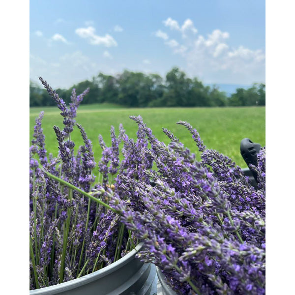 Lavender Soap Bar