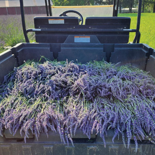 Lavender Soap Bar