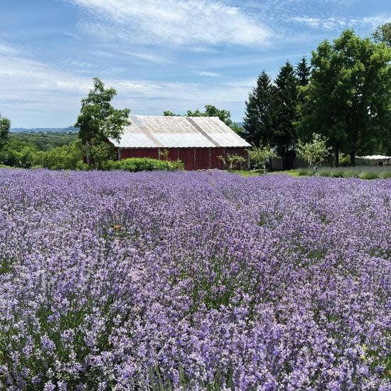 Lavender Soap Bar