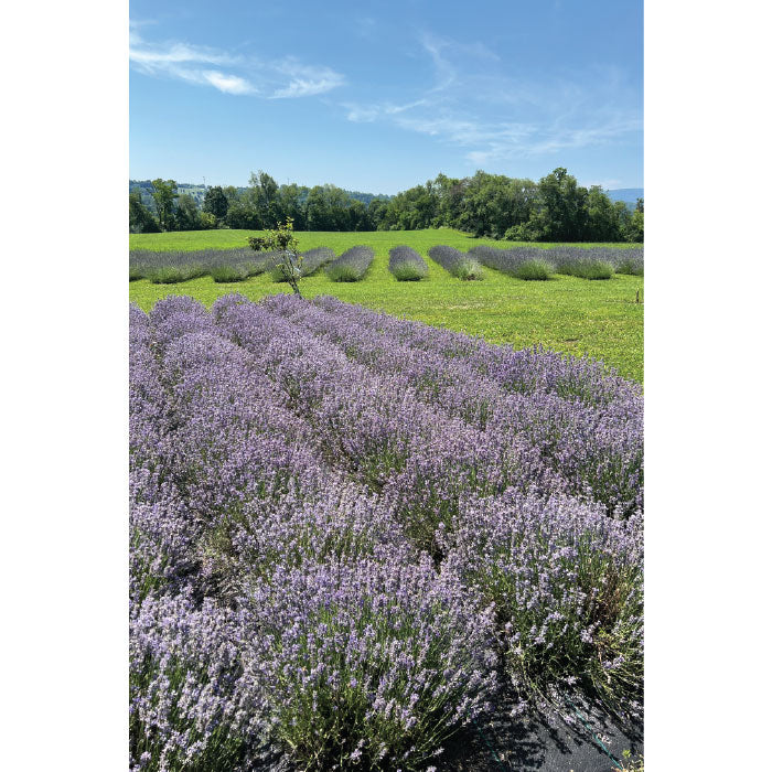 Lavender Soap Bar